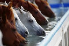 Summer 2015 - Keeping Your Horse Hydrated.